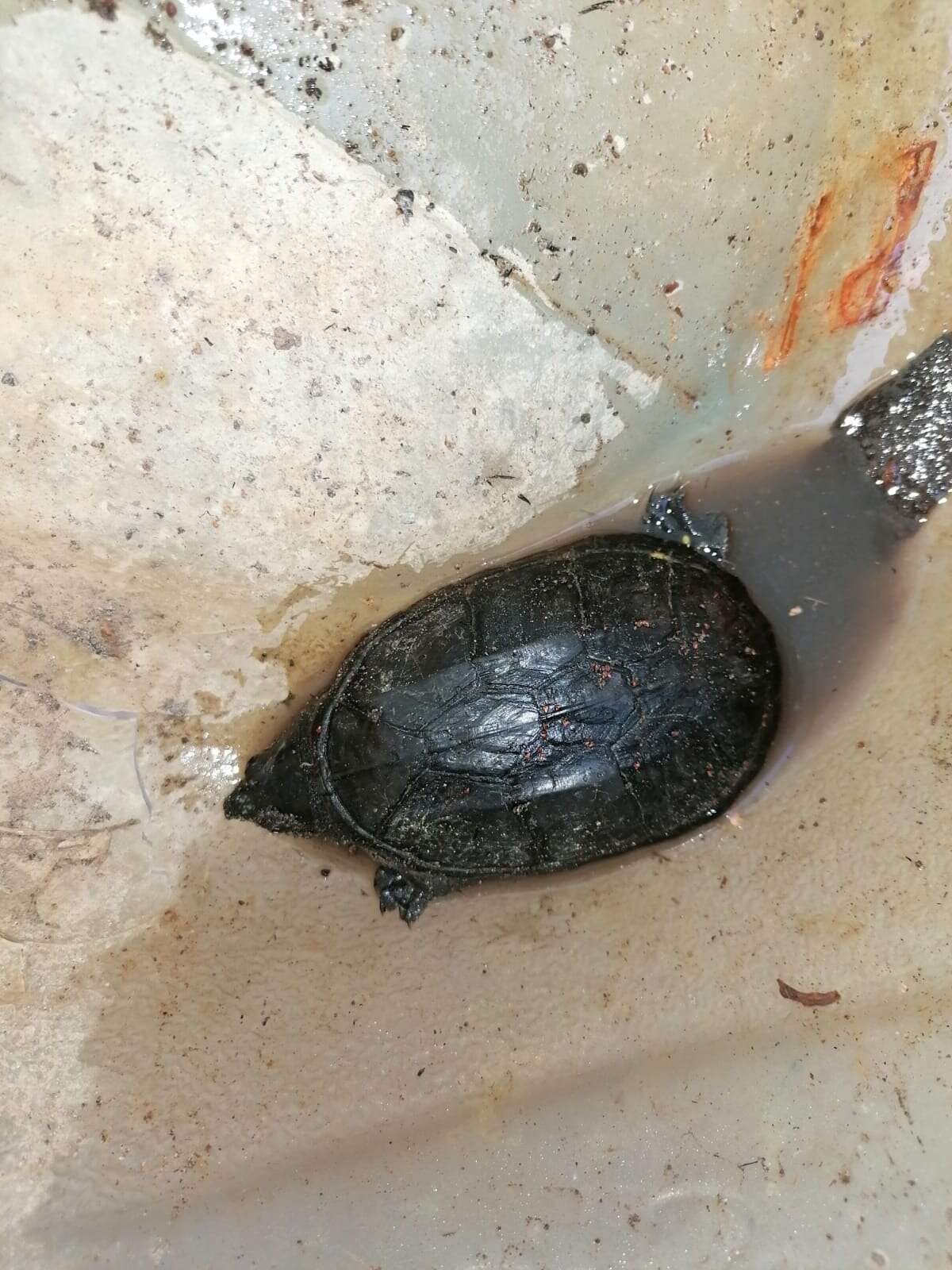 Image of narrow-bridged musk turtle