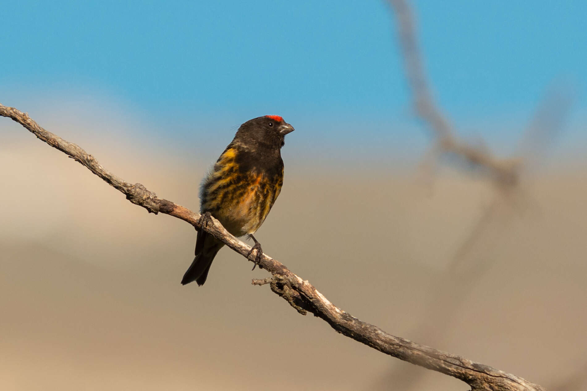 Image of Fire-fronted Serin