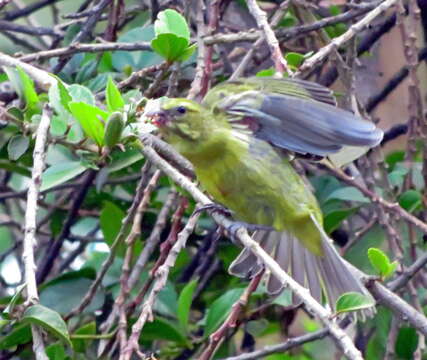 Image of Brimstone Canary