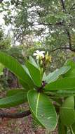 Himatanthus obovatus (Müll. Arg.) R. E. Woodson的圖片