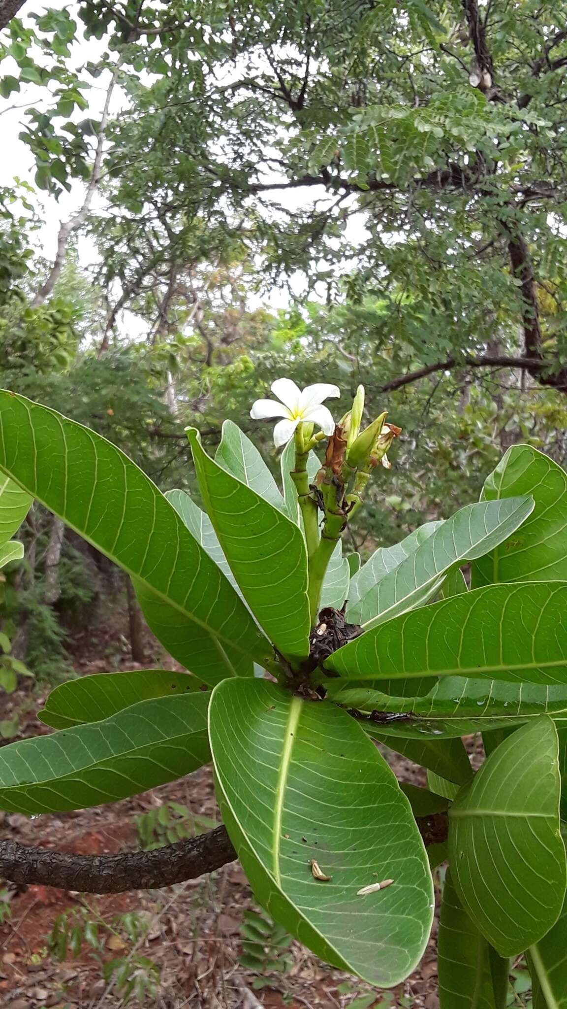 Imagem de Himatanthus obovatus (Müll. Arg.) R. E. Woodson