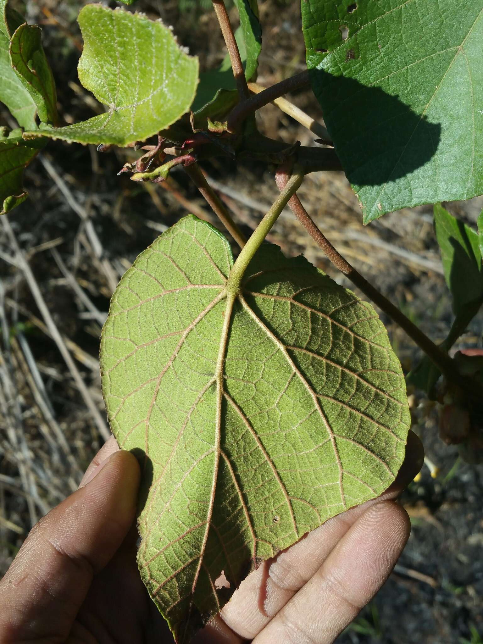 Dombeya cannabina Hilsenb. & Boj. ex Hook. resmi