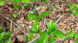 Imagem de Crataegus laevigata (Poir.) DC.