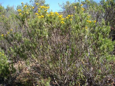 Image of Oedera genistifolia (L.) A. A. Anderberg & K. Bremer