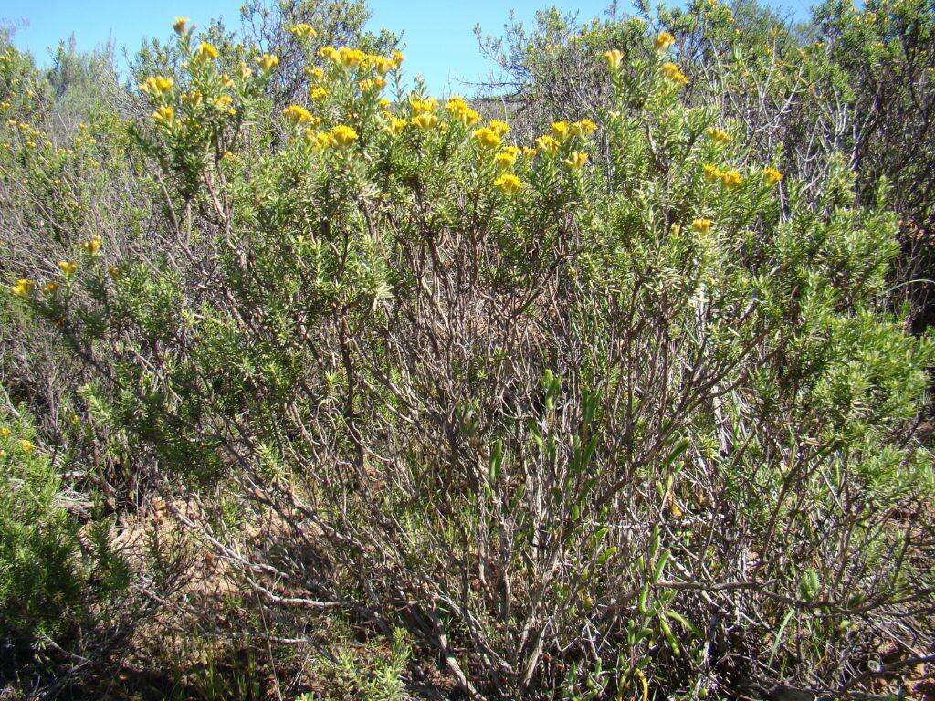 Plancia ëd Oedera genistifolia (L.) A. A. Anderberg & K. Bremer