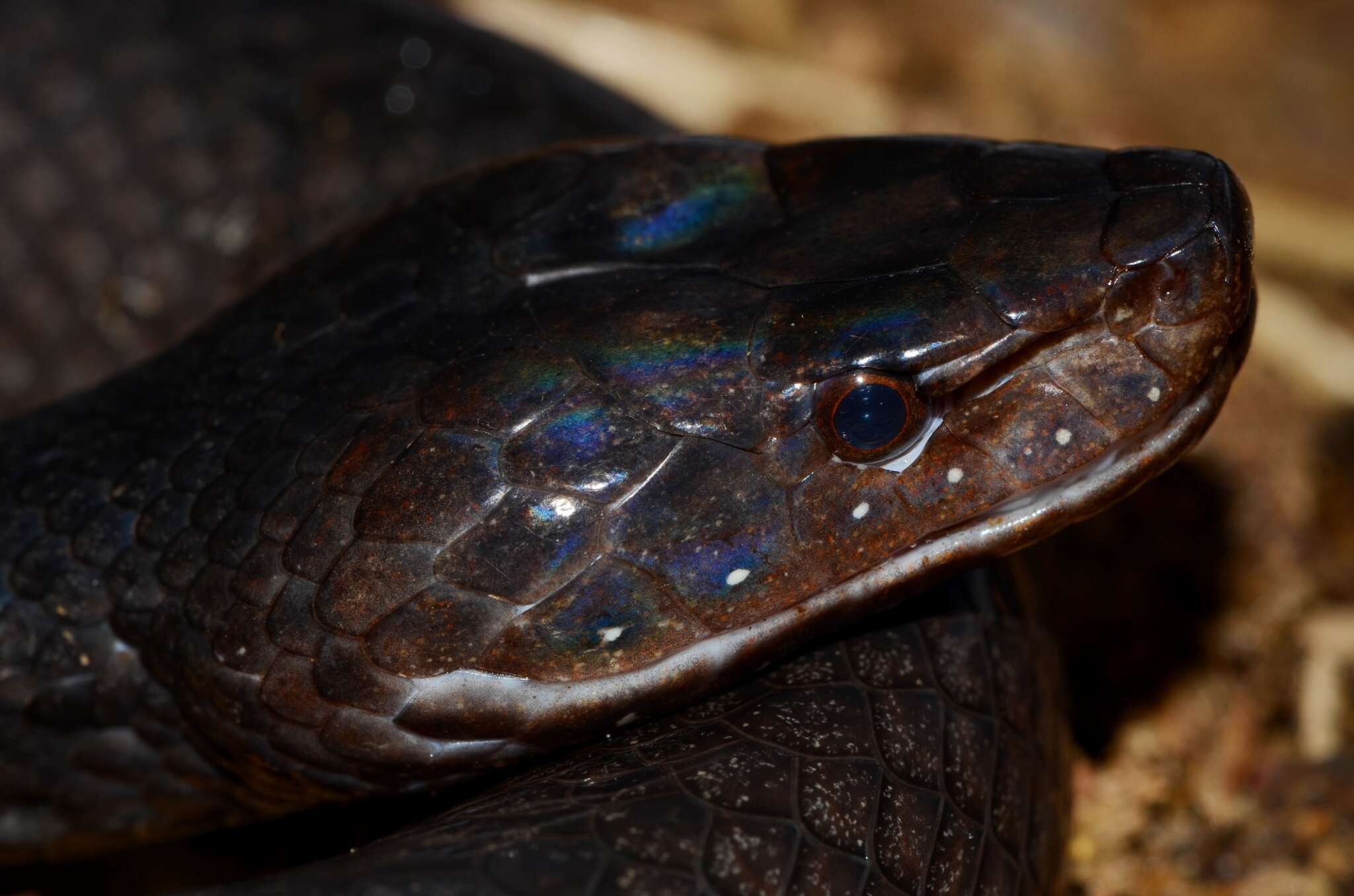 Image of Günther's black snake