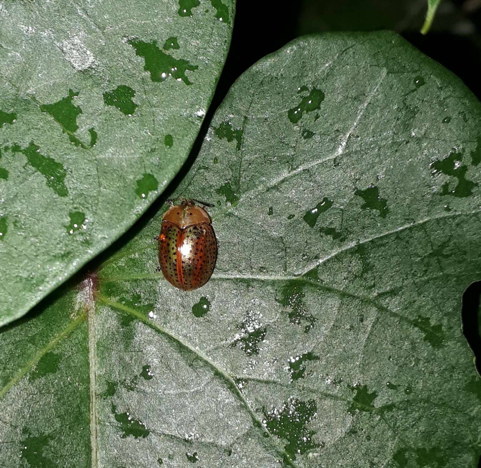 Image of Tortoise beetle