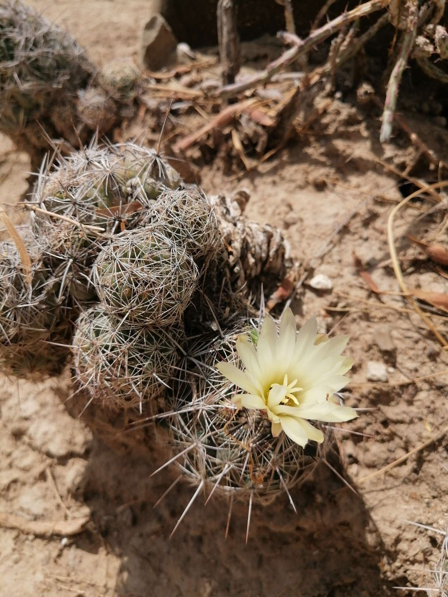 Image of Nickels' cactus