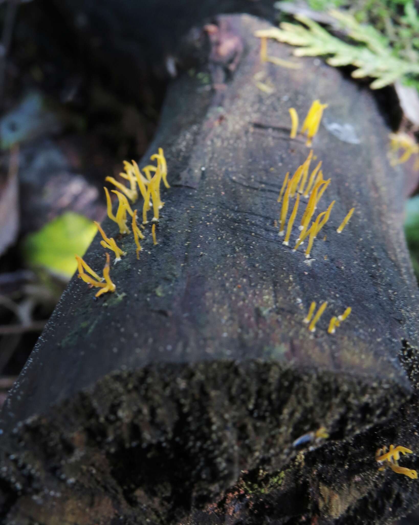 Image of Calocera cornea (Batsch) Fr. 1827