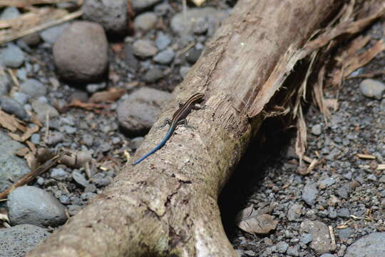 Image of Azure-tailed Skink