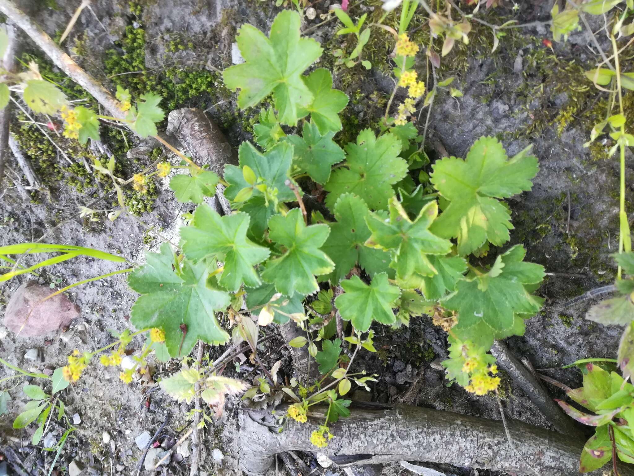 Image of Alchemilla plicata Buser