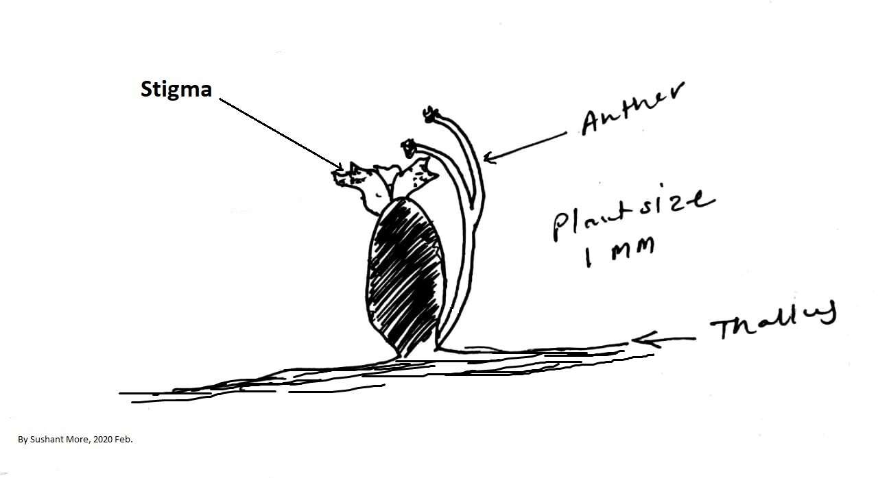 Image of Cladopus hookeriana (Tul.) C. Cusset