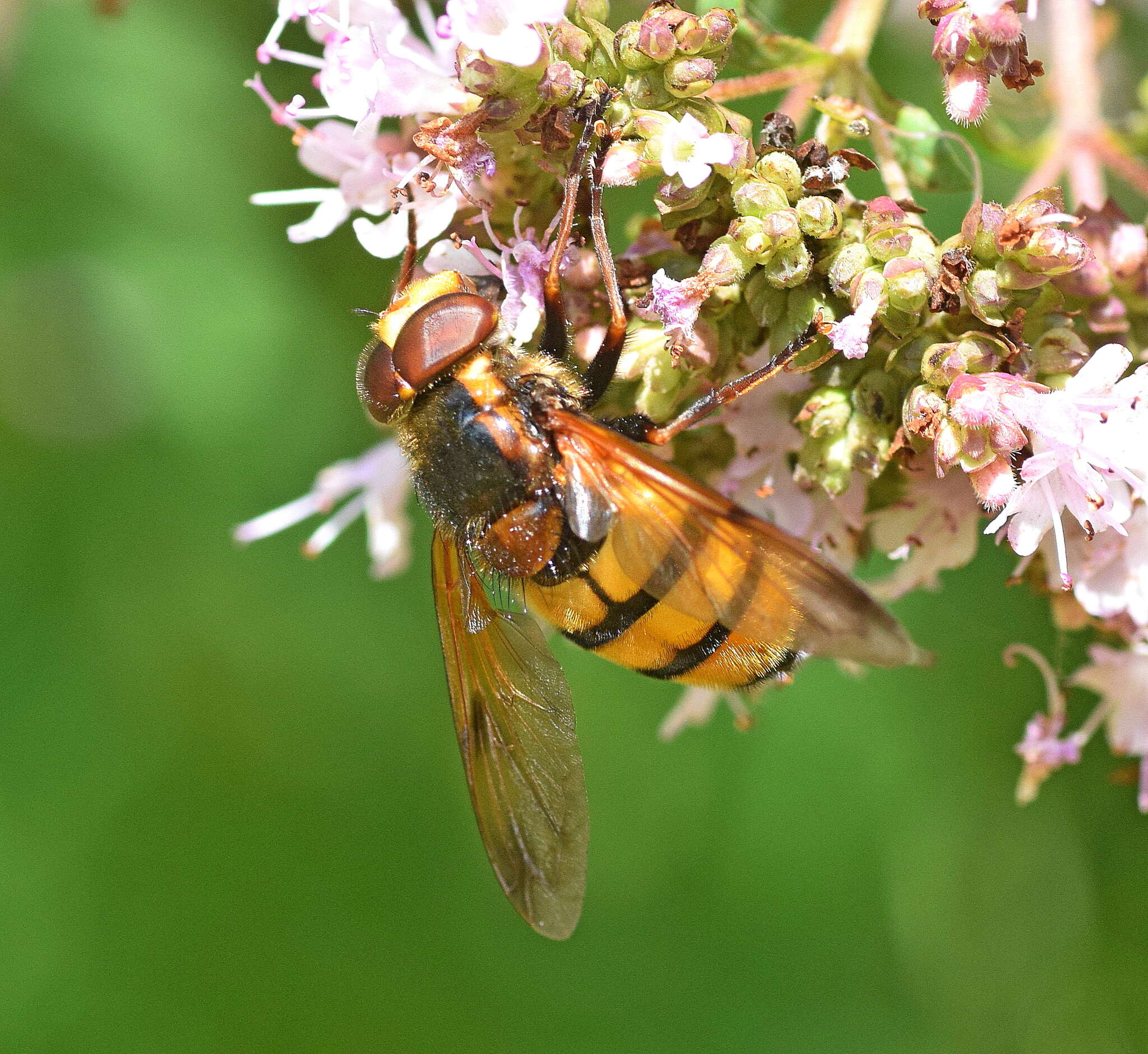 Image of lesser hornet hoverfly