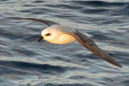 Image of White-headed Petrel