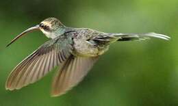 Image of Pale-bellied Hermit