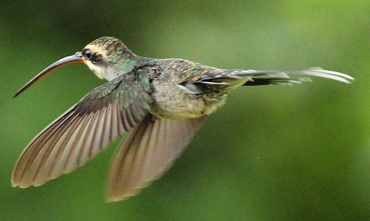 Image of Pale-bellied Hermit