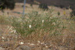 Astragalus douglasii var. perstrictus (Rydb.) Munz & Mc Burney resmi