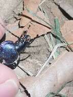 Image of Carabus (Megodontus) violaceus picenus A. & G. B. Villa 1838