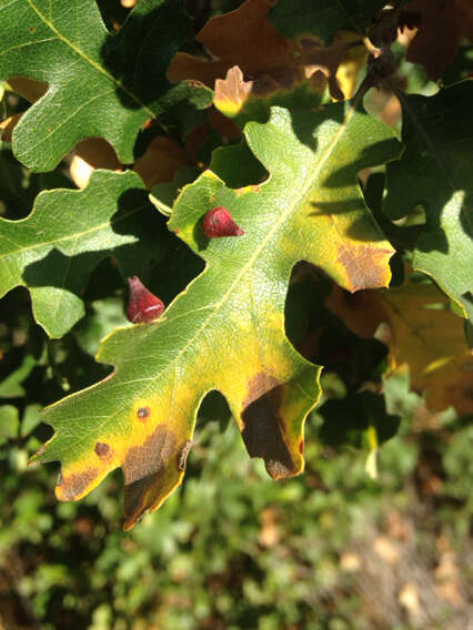 Image of Red Cone Gall Wasp