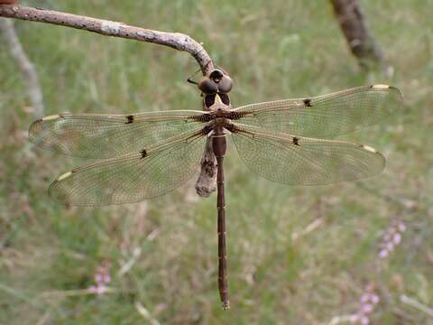 Image of Telephlebia Selys 1883