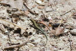 Image of Four-lined Ameiva