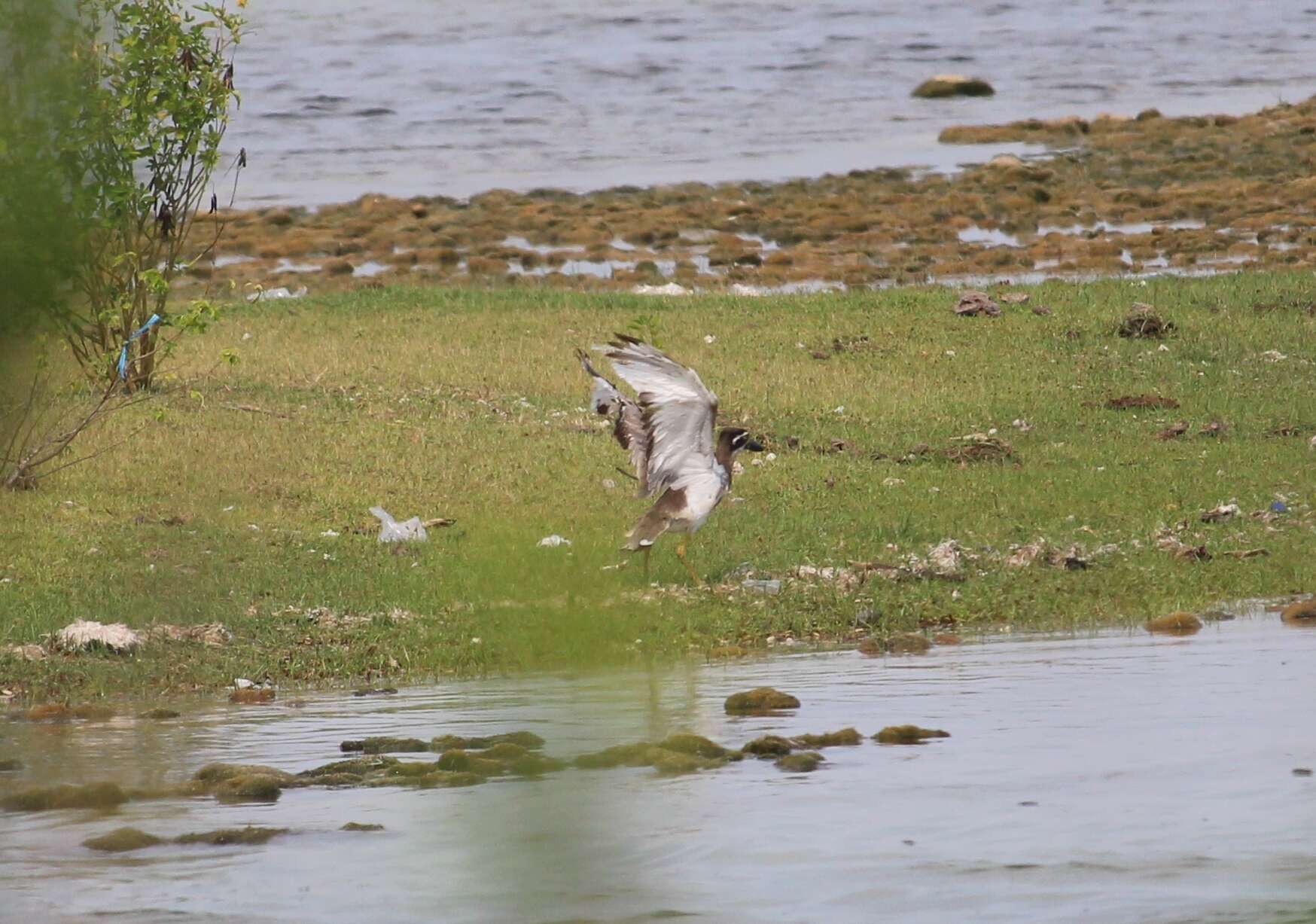 Image of Beach Stone-curlew