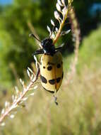 Image of <i>Hycleus tripunctatus</i>