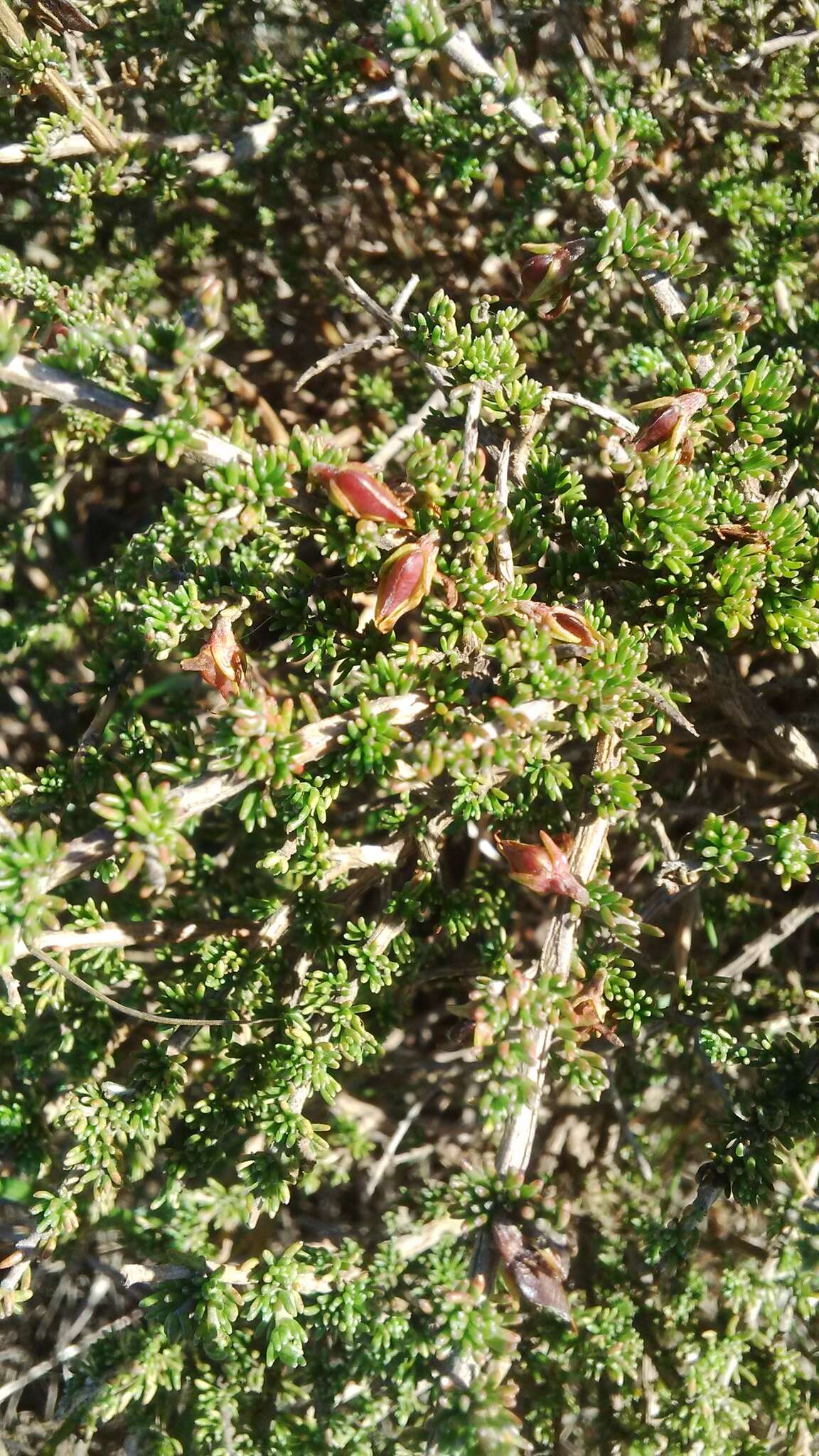 Image of Aspalathus wurmbeana E. Mey.