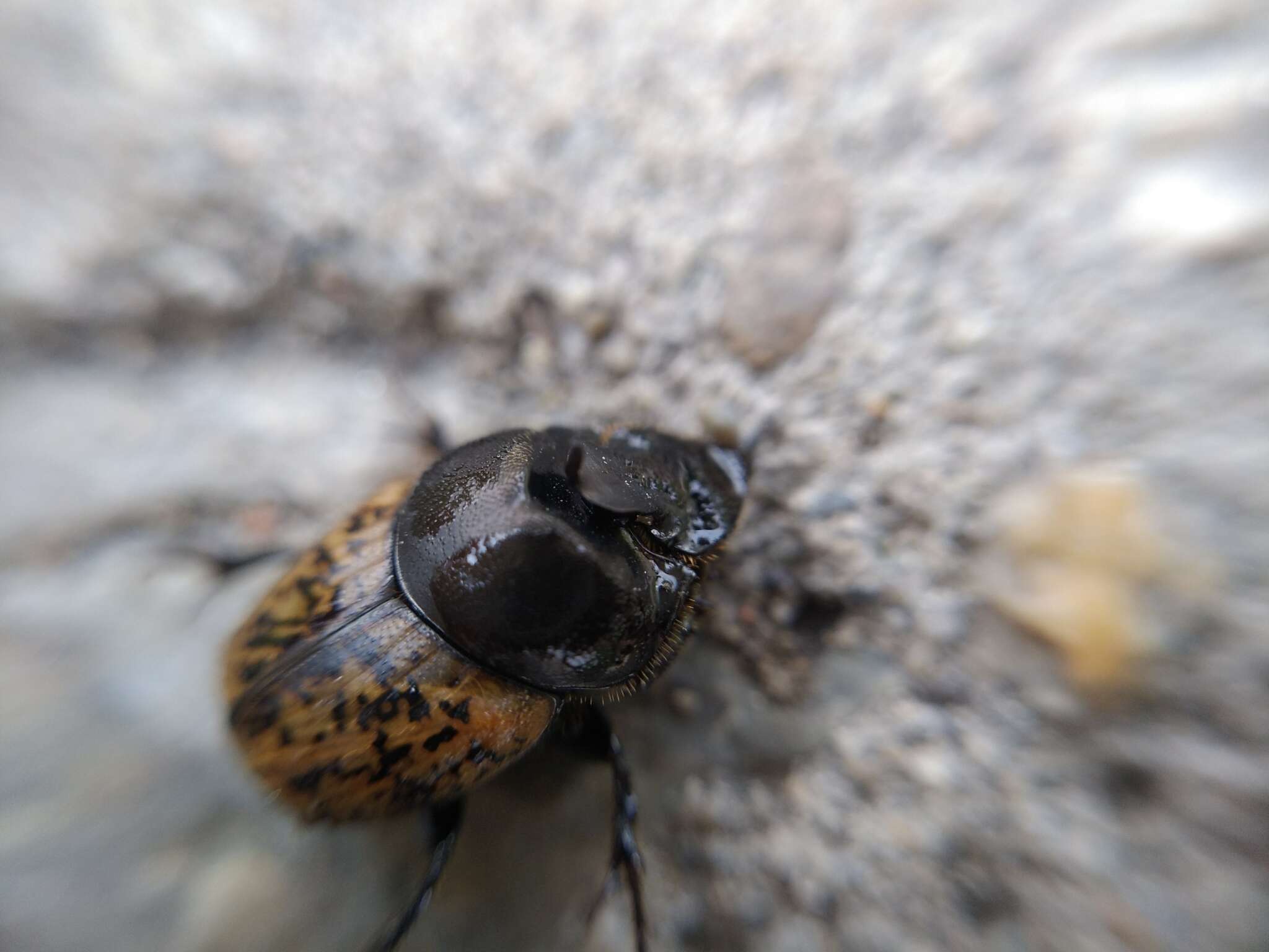 Image of Onthophagus (Palaeonthophagus) gibbulus (Pallas 1781)