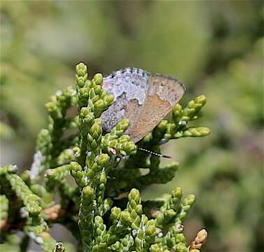 Image of Desert Elfin