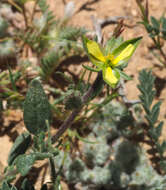 Image of Helianthemum ledifolium (L.) Miller