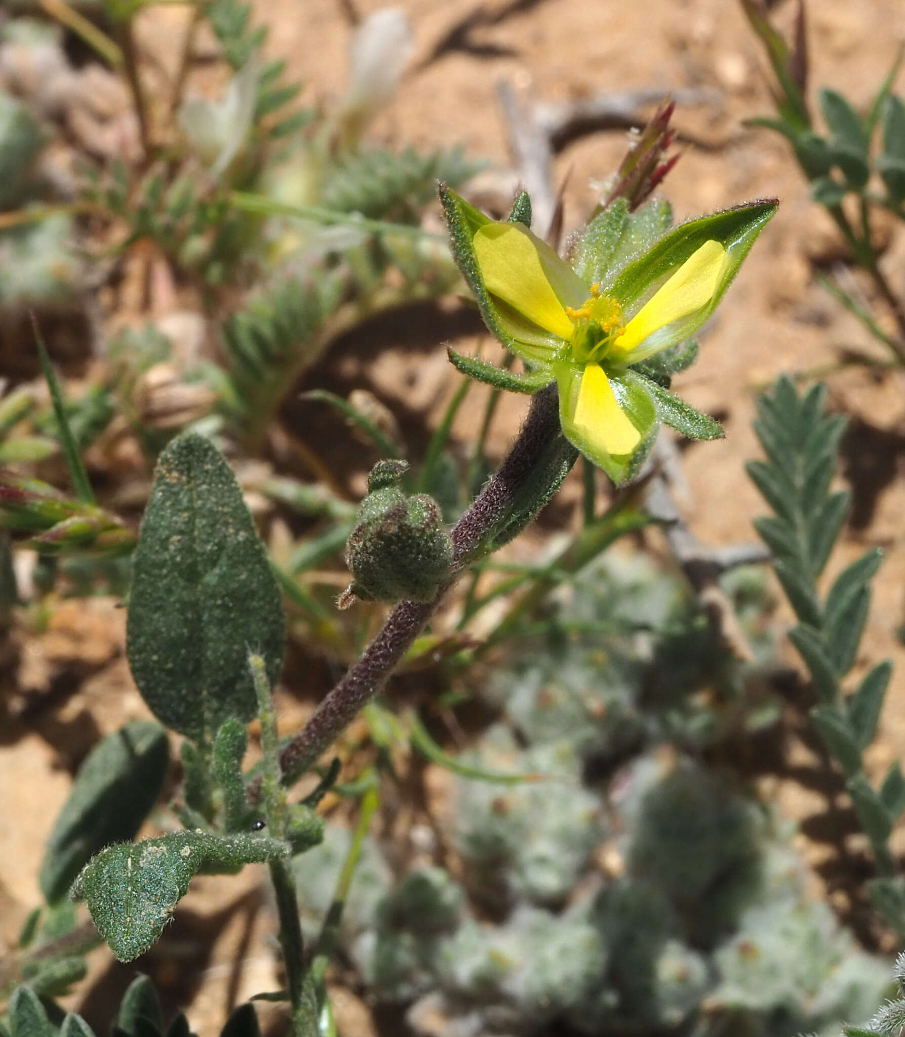 Image of Helianthemum ledifolium (L.) Miller