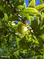 Image of Latua pubiflora (Griseb.) Baill.