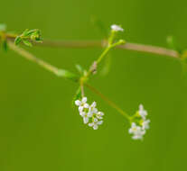 Galium labradoricum (Wiegand) Wiegand resmi