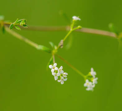 Imagem de Galium labradoricum (Wiegand) Wiegand