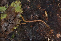 Image of boreal yellow-headed soil centipede