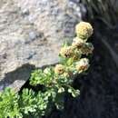 Image of Artemisia tsugitakaensis (Kitam.) Ling & Y. R. Ling