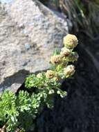 Imagem de Artemisia tsugitakaensis (Kitam.) Ling & Y. R. Ling