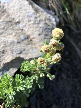 Plancia ëd Artemisia tsugitakaensis (Kitam.) Ling & Y. R. Ling