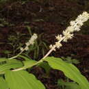 Maianthemum mexicanum García Arév.的圖片