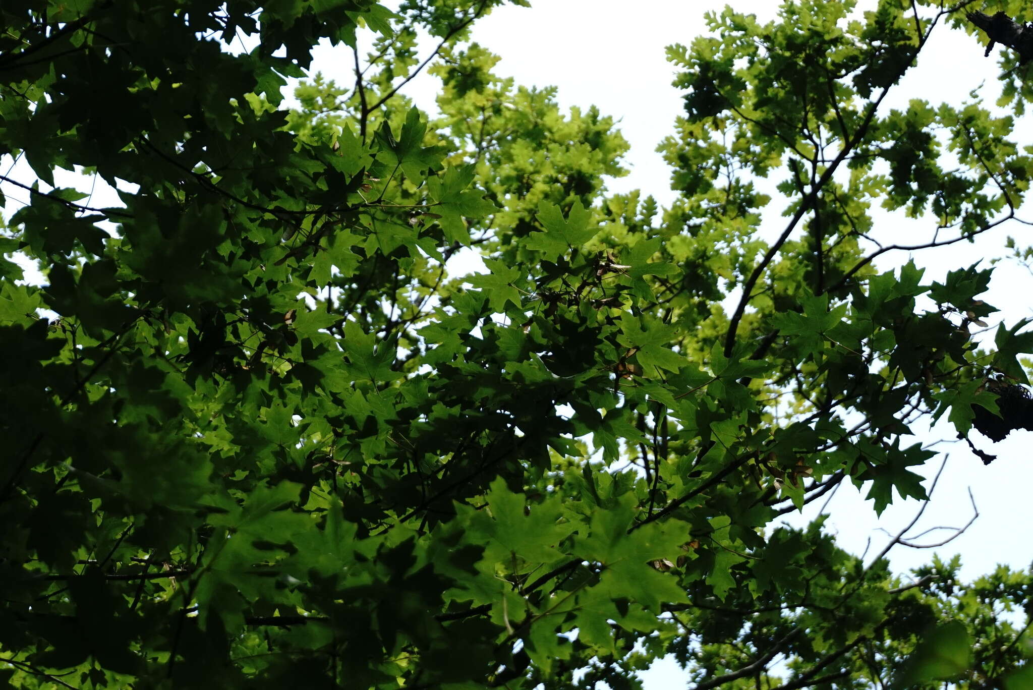 Acer hyrcanum subsp. stevenii (Pojark.) E. Murray的圖片