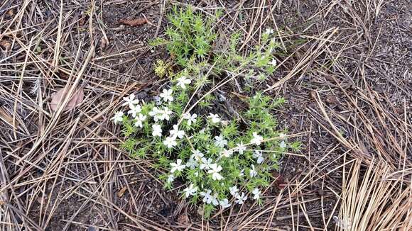 Image of spreading phlox