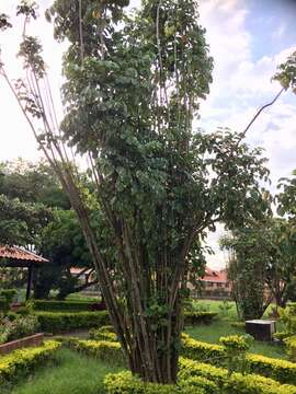 Image of geranium aralia