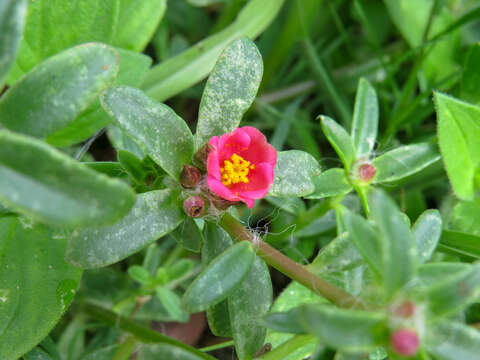 Image of Portulaca cryptopetala Speg.