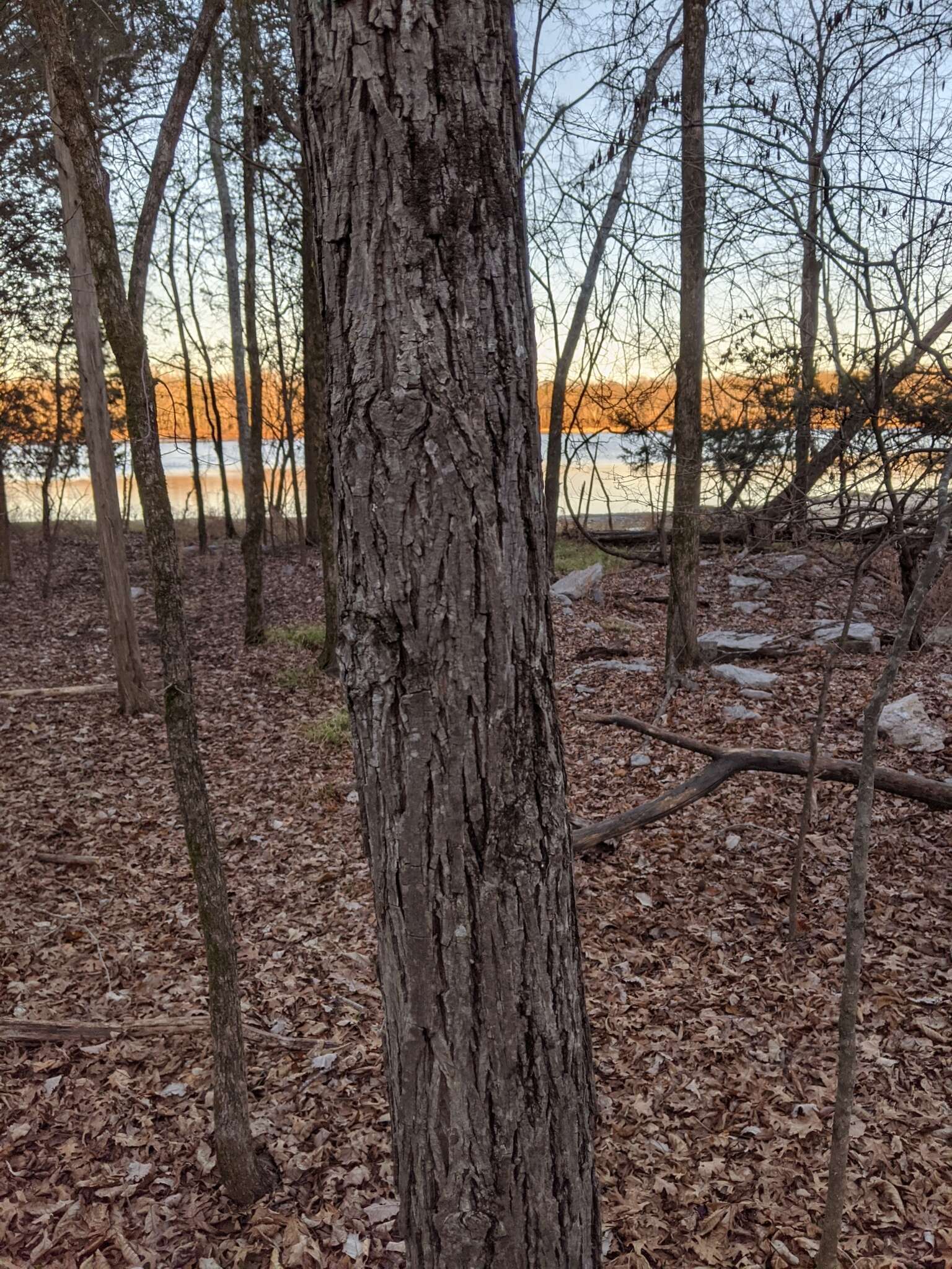 Image of shellbark hickory