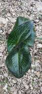 Image of Arum pictum L. fil.