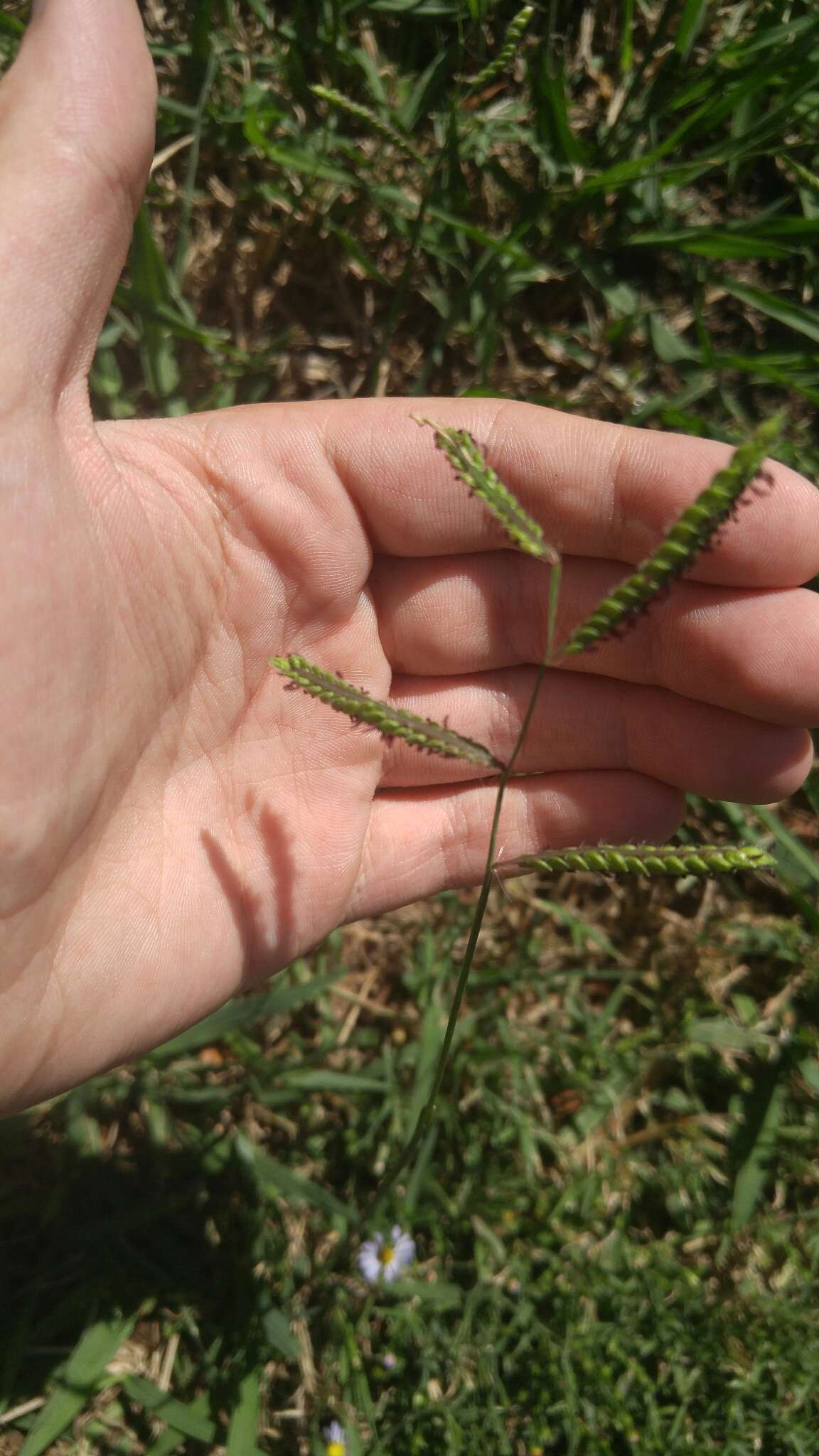 Image of dallisgrass