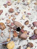 Image of Ostrich Bombom