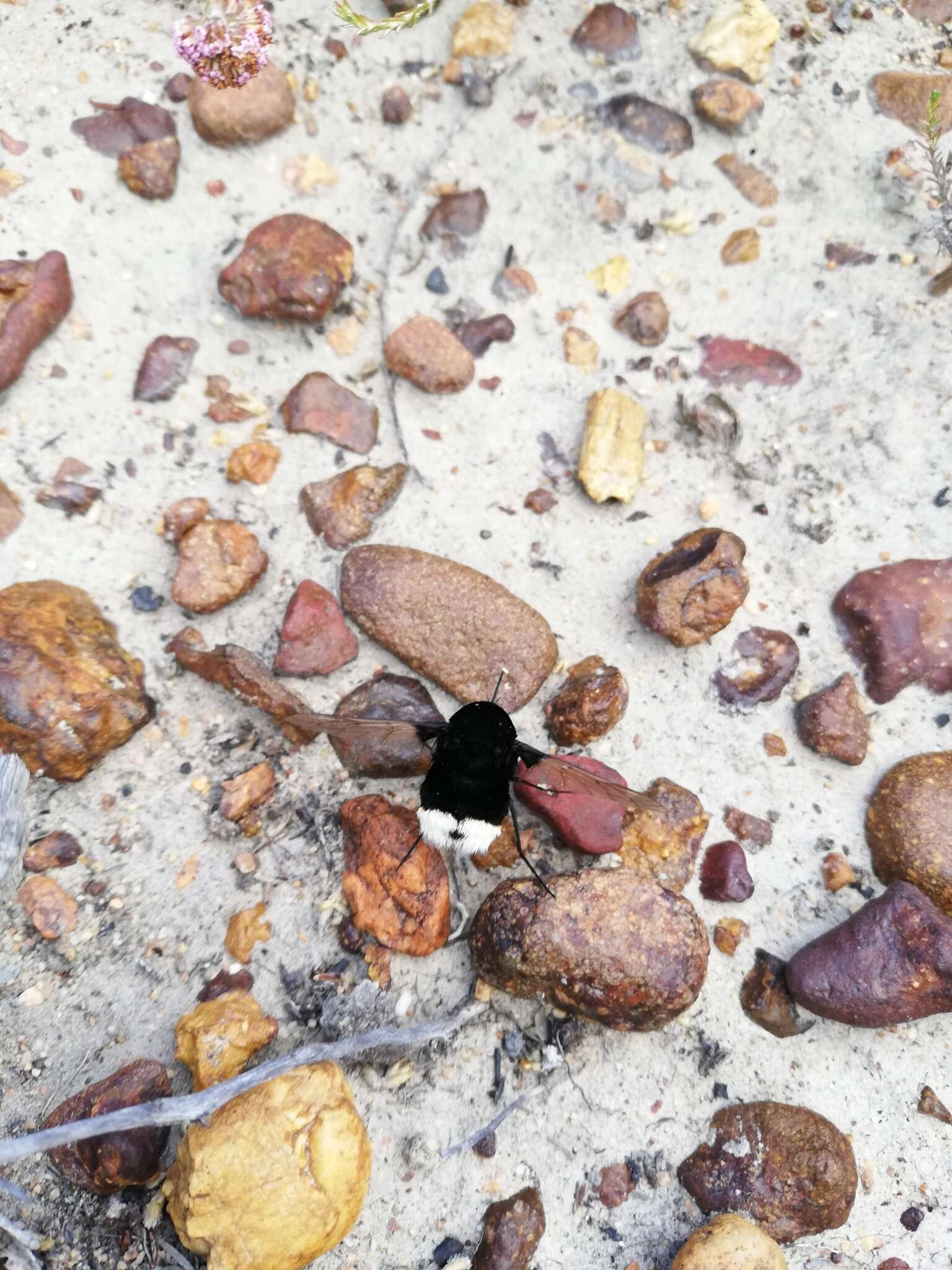 Image of Ostrich Bombom
