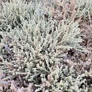 Image of Atriplex julacea S. Wats.